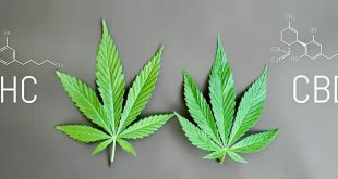 Can Doctors, Nurses Smoke Marijuana? (License FAQ)