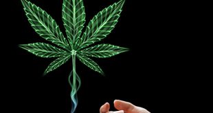 Marijuana - Not as harmless as you think - Washington University Physicians